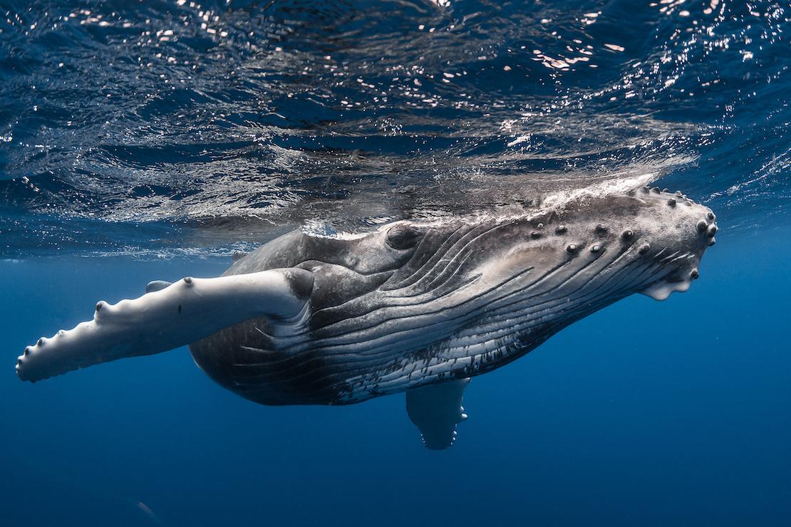 P2_11_DSC_3078 Â© GreÌgory Lecoeur - copie